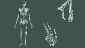 Anatomie von Auge bis Zeh | Anatomy from Head to Toe