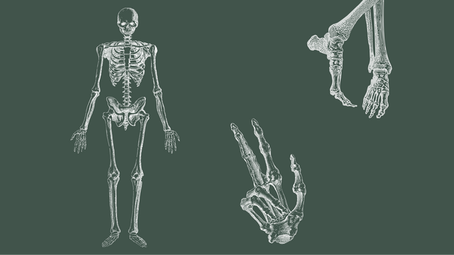 Anatomie von Auge bis Zeh | Anatomy from Head to Toe