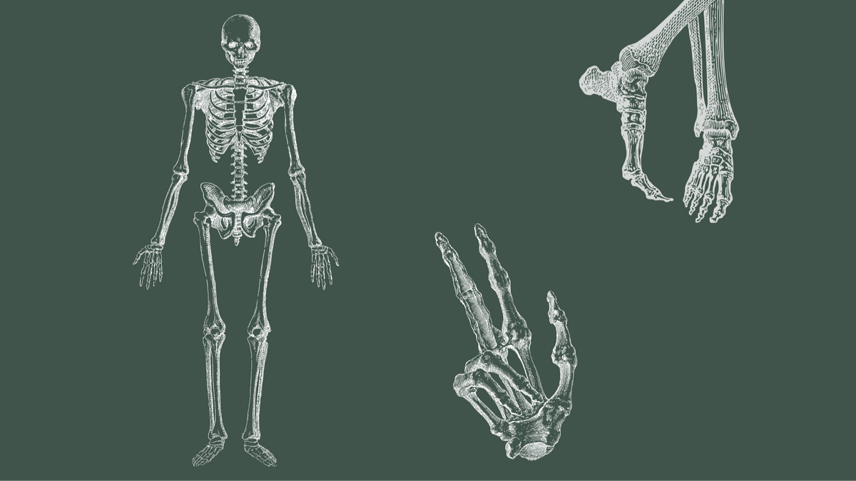 Anatomie von Auge bis Zeh | Anatomy from Head to Toe
