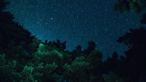 Nachtwanderung. Den Wald bei Nacht erleben!