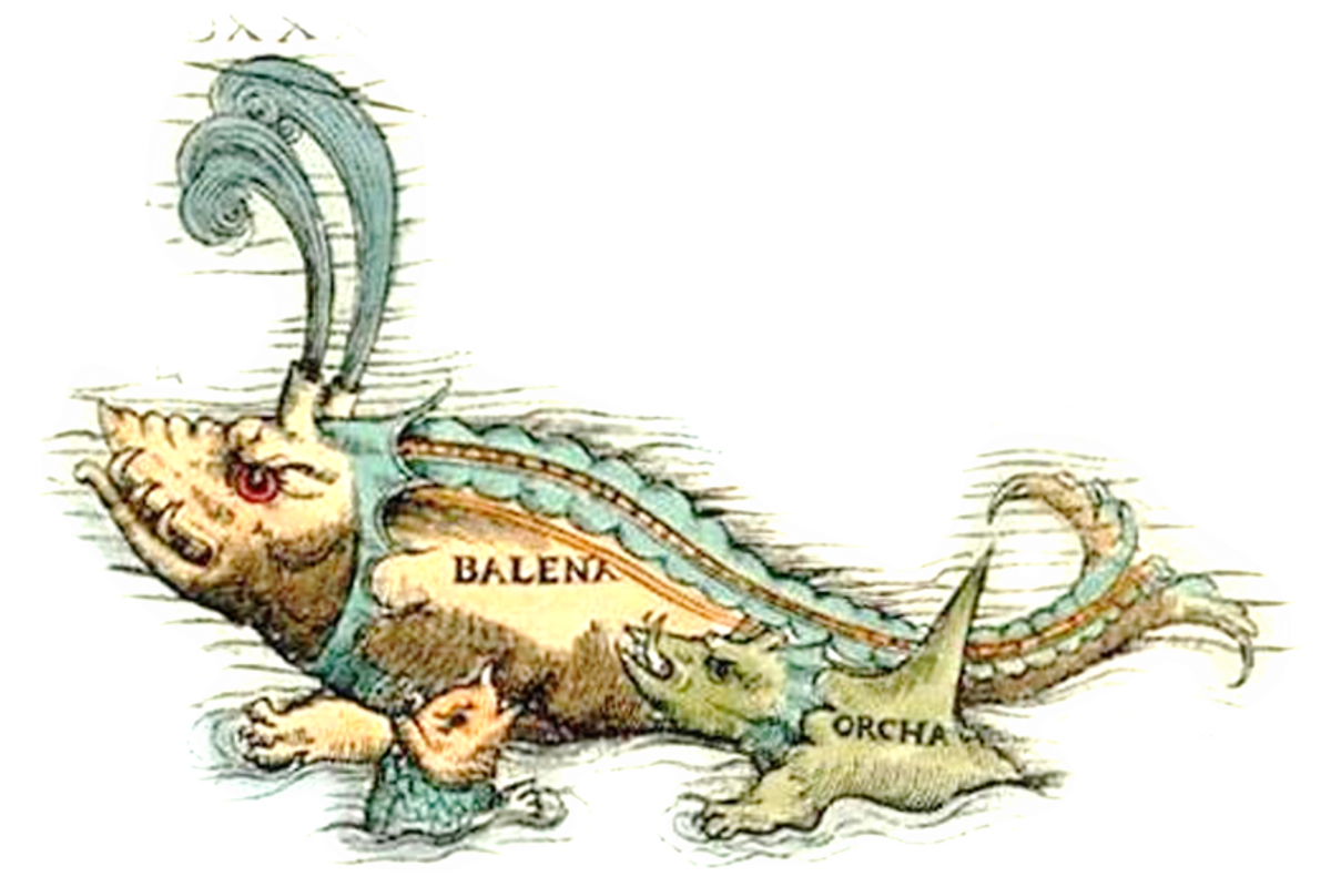 kammerchor orchi e balene