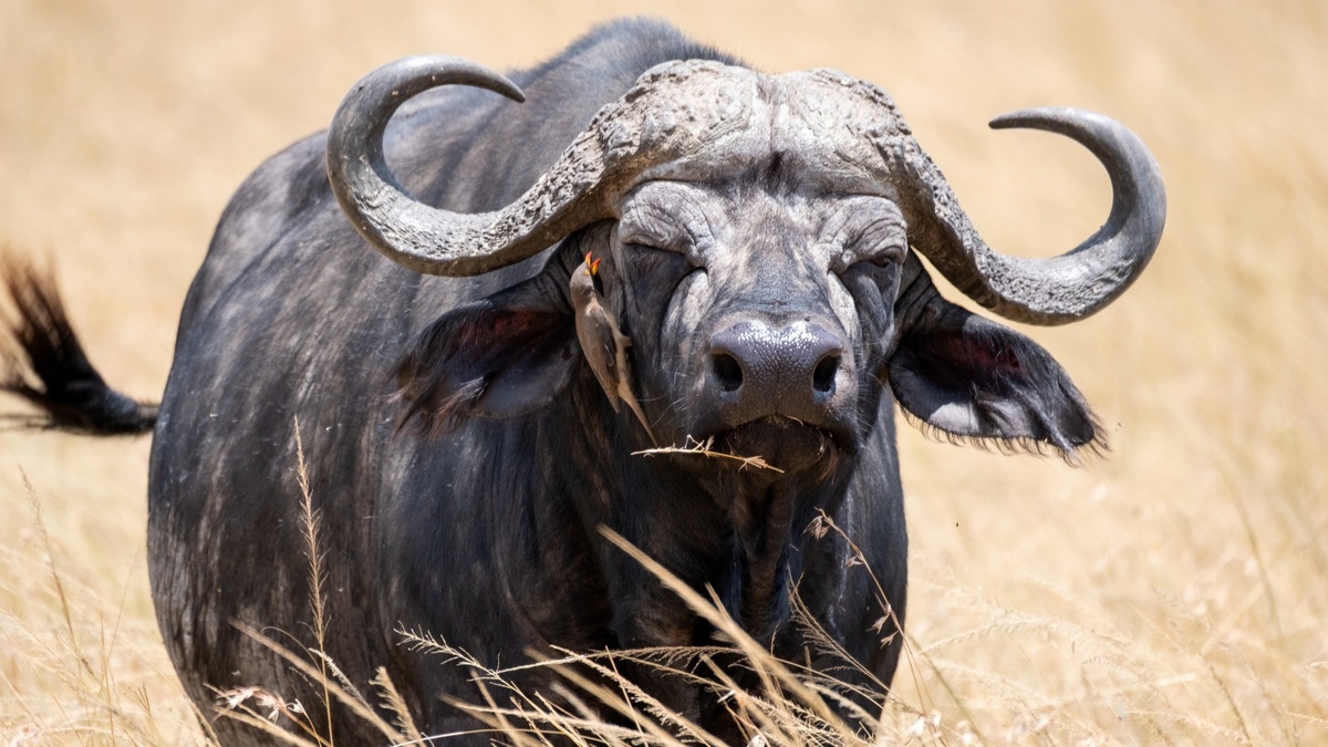 Fotoausstellung 'Auf der Suche nach den "Big Five"'