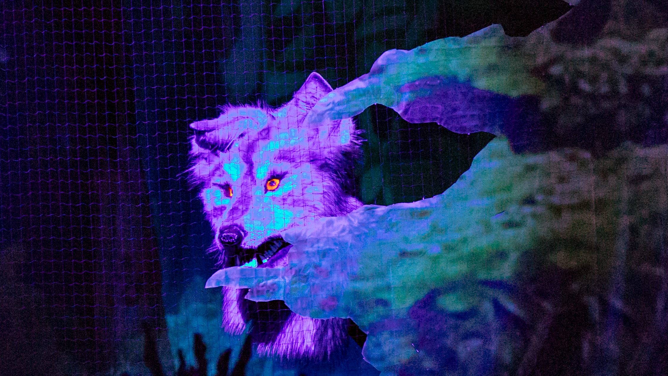 Wolf