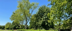 Heimvorteil: Bäume im Park
