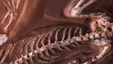 Abraham Gottlob Werner und seine mineralogische Sammlung