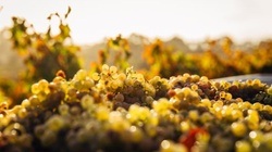 Weingut Vincon-Zerrer