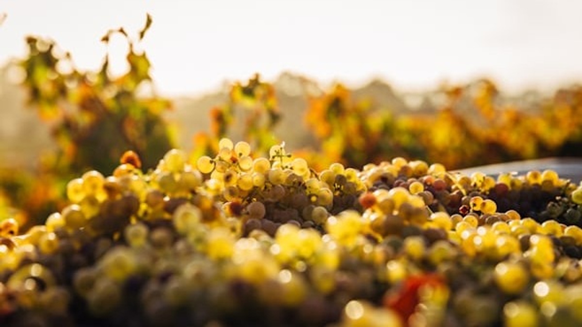 Weingut Vincon\u002DZerrer