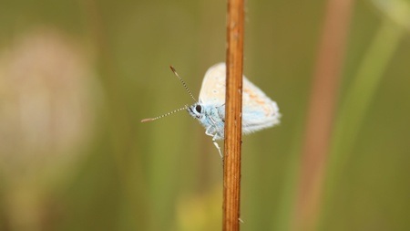 Verborgene Vielfalt im Kienbergpark