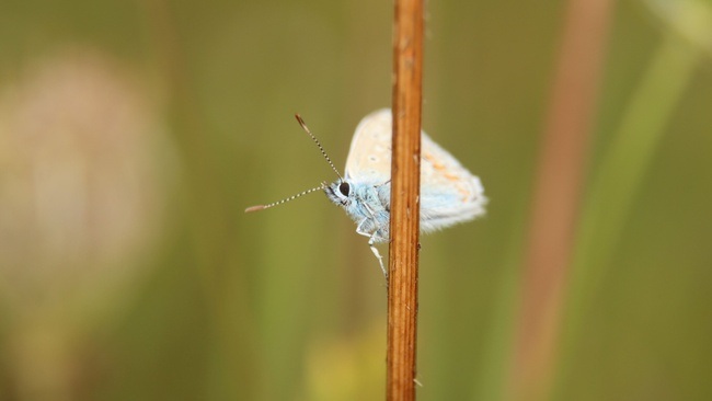 Verborgene Vielfalt im Kienbergpark
