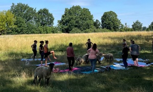 Yoga mit Schafen für die ganze Familie in Teltow bei Berlin