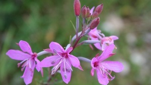 Im Sommer Herzenswärme spüren - Qigong und Naturerfahrung an der Umweltstation