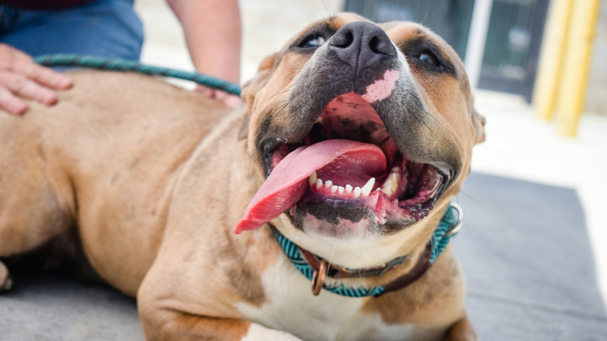 Tierschutzverein: Pitbull, Stafford und Co Köln e.V.