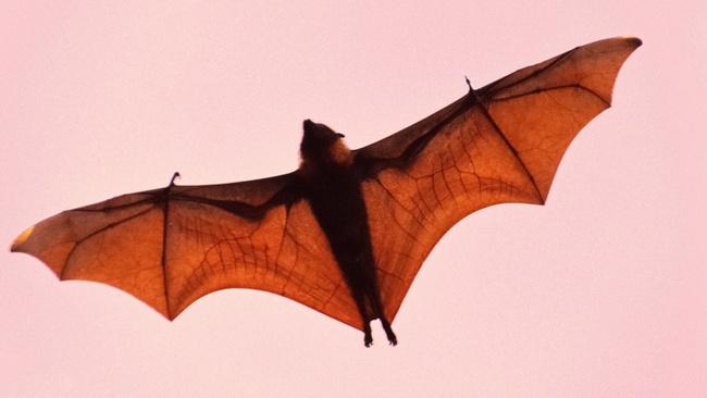 FÜHRUNG | Fledermäuse im Schlosspark