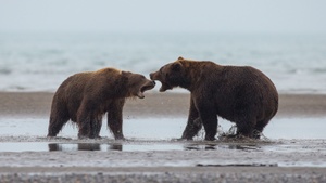 Alaska: Zwischen wilden Landschaften und majestätischen Bären