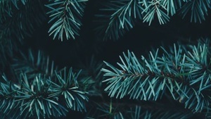 Zollstocker Adventsmarkt