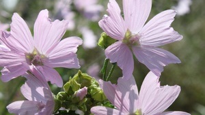 Erstaunliche Stauden I