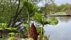 Loki-Schmidt-Garten Botanischer Garten der Universität Hamburg