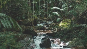 Jungle Book reimagined (10+)