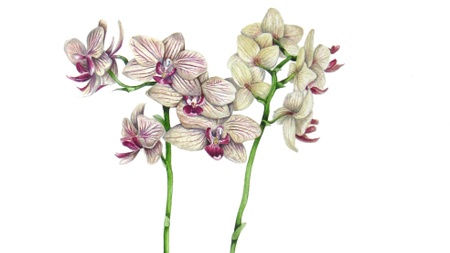 Divergence and Convergence – an illustrated guide through the evolution of plants (in English)