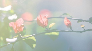 Nepalbasar im Frühling