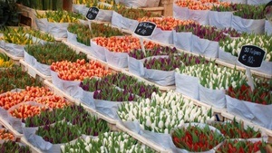 Flohmarkt Raunheim EKZ Mainspitze