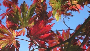 Führung: Baum(t)raum – herbstbunt!