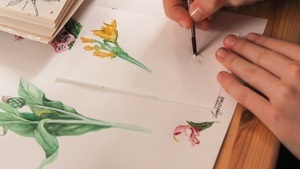 Floral sketching – Florales mit Aquarell