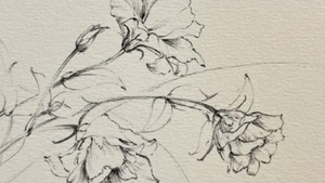 Blumen skizzieren lernen - Grundkurs
