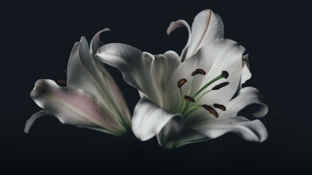 B{L}OOMING Barocke Blütenpracht