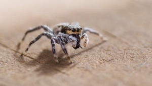 VORTRAG | Von Jägern und Fallenstellern