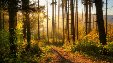 Der Königsforst im Klimawandel – Eine Mitmachwanderung
