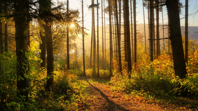 Der Königsforst im Klimawandel – Eine Mitmachwanderung