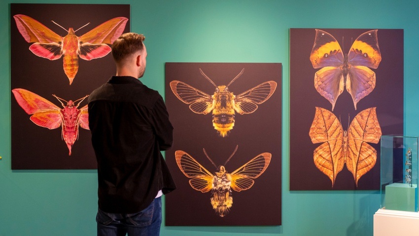 Insekten – Schillernd schön und tierisch wichtig