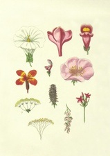 Einführung in die Botanische Kunst