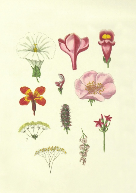 Einführung in die Botanische Kunst