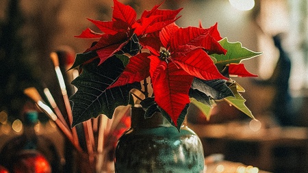 Weihnachts-Workshop Stillleben