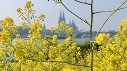 Stadtwanderungen Köln