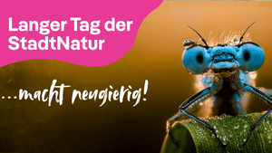 Langer Tag der StadtNatur 2026