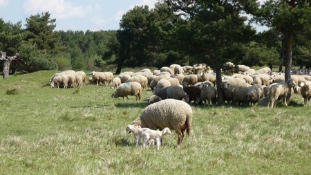 Besuch beim Schäfer - Naturführung für Erwachsene und Familien