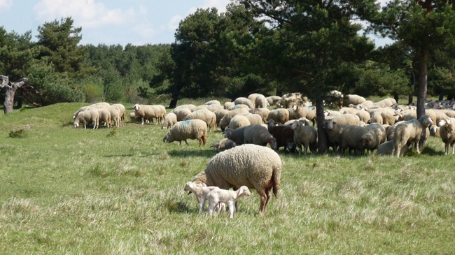 Besuch beim Schäfer - Naturführung für Erwachsene und Familien