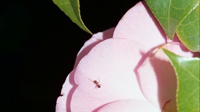 Schaufenster: Dorothea Lasky – Roses