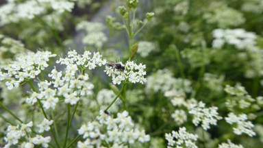 Wildbienenexkursion für Kinder, ihre Eltern und Großeltern