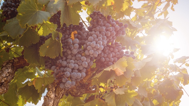 Stand-up-Tasting - Unbekannte Rebsorten