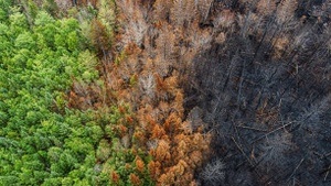 Klimawandel vor der Haustür