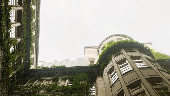 Wachsende Stadt - Rundgang zu Fassadenbegrünung in der Innenstadt