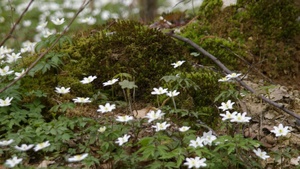 Emanuels Wald