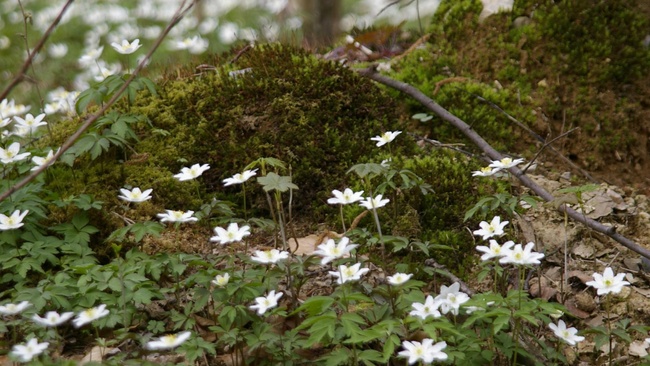 Emanuels Wald