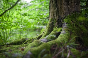 Waldführung  „Kommunikation und Sinne im Stadtwald“