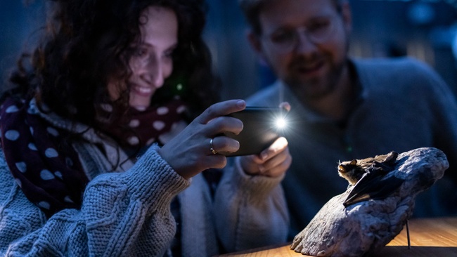 Fledermäuse im Spreepark
