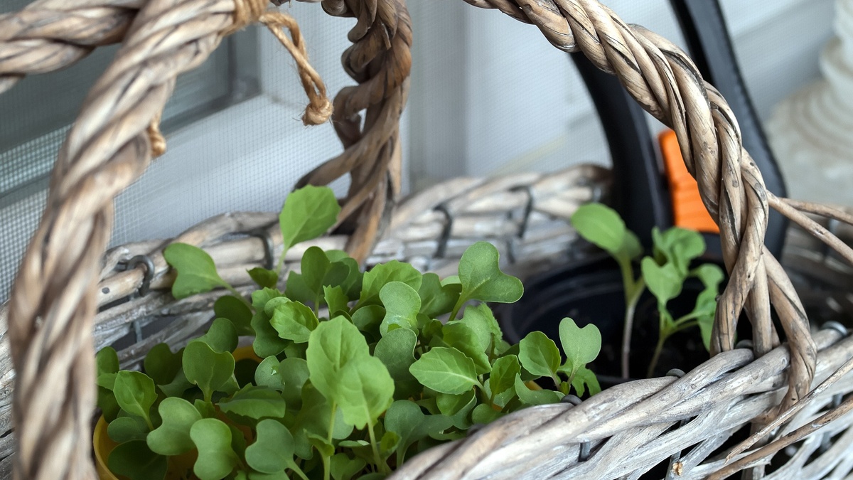 Pflanzentauschbörse